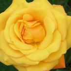 Полиантовые розы (Rosa Polyantha)